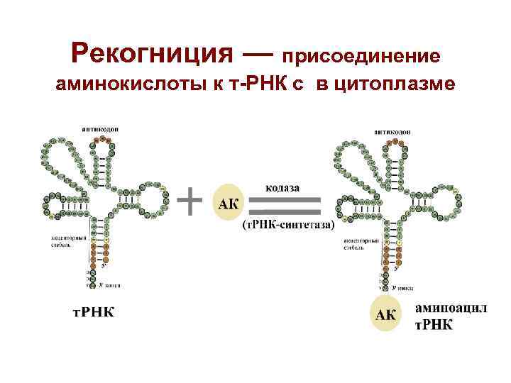 Рекогниция — присоединение аминокислоты к т-РНК с в цитоплазме Рекогниция — присоединение аминокислоты к т-РНК с в цитоплазме