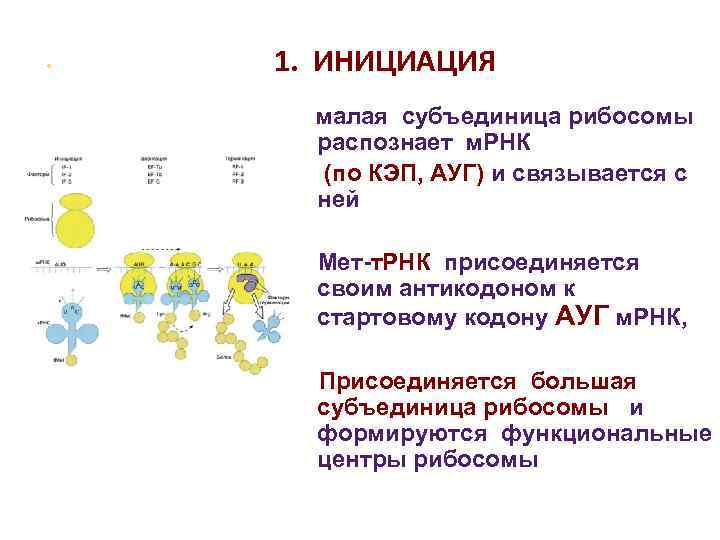 • 1. ИНИЦИАЦИЯ малая субъединица рибосомы распознает м. РНК • 1. ИНИЦИАЦИЯ малая субъединица рибосомы распознает м. РНК