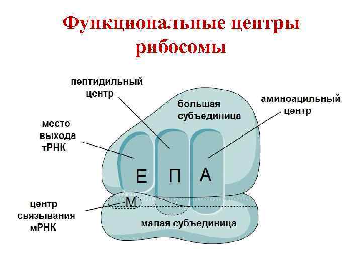 Функциональные центры рибосомы Функциональные центры рибосомы