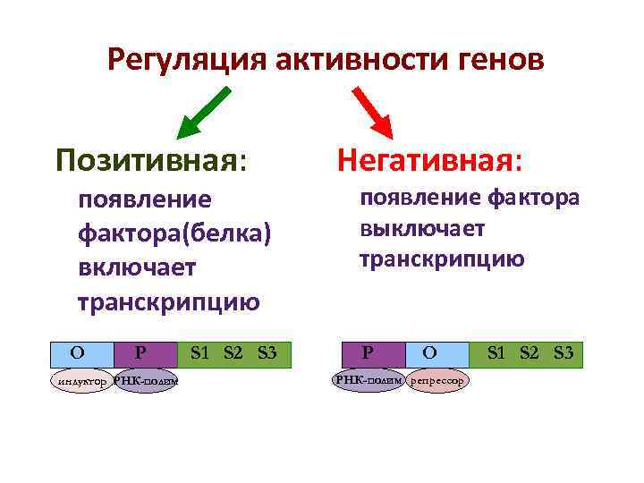 Регуляция активности генов Позитивная: Негативная: появление фактора Регуляция активности генов Позитивная: Негативная: появление фактора