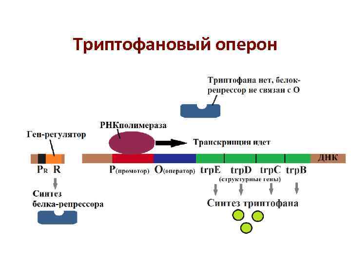 Триптофановый оперон Триптофановый оперон