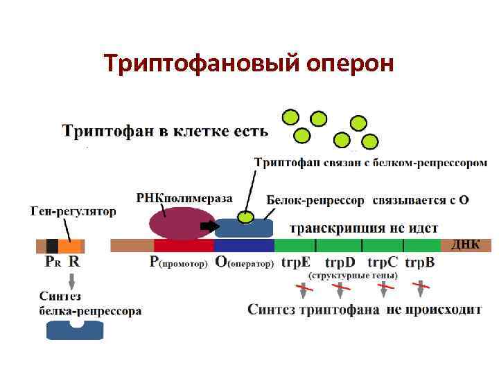 Схема строения оперона