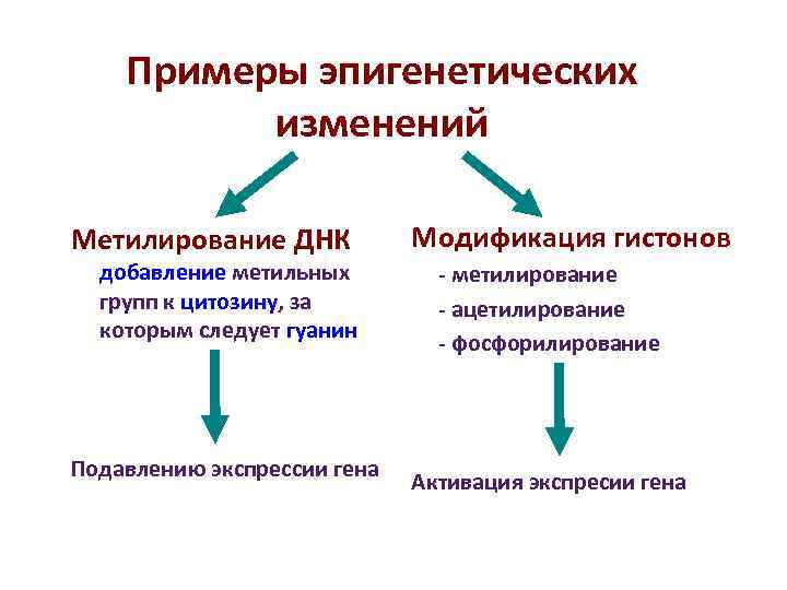 Примеры эпигенетических изменений Метилирование ДНК Модификация гистонов добавление метильных Примеры эпигенетических изменений Метилирование ДНК Модификация гистонов добавление метильных