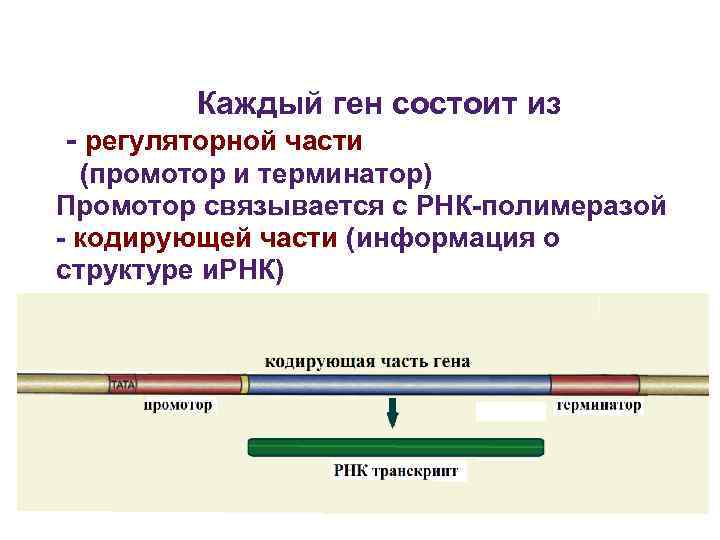 Каждый ген состоит из - регуляторной части (промотор и терминатор) Промотор Каждый ген состоит из - регуляторной части (промотор и терминатор) Промотор