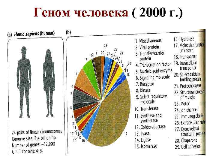 Геном человека ( 2000 г. ) Геном человека ( 2000 г. )