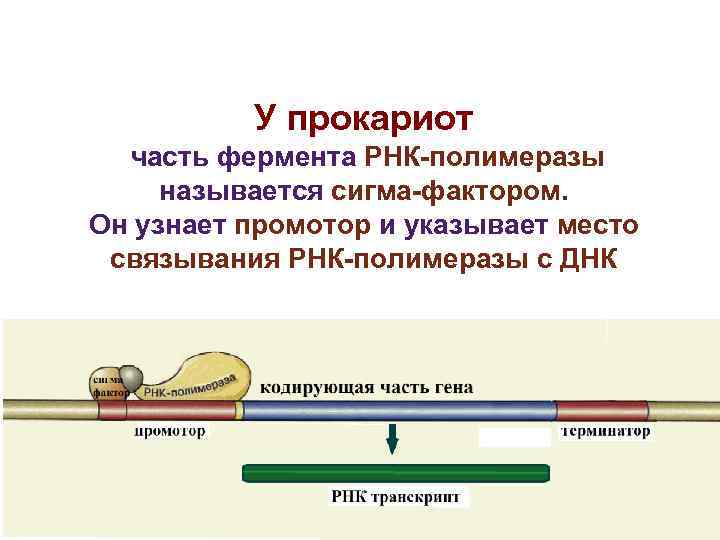 У прокариот часть фермента РНК-полимеразы называется сигма-фактором. Он узнает промотор У прокариот часть фермента РНК-полимеразы называется сигма-фактором. Он узнает промотор