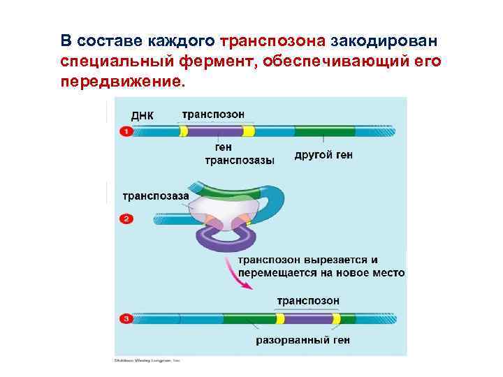 В составе каждого транспозона закодирован специальный фермент, обеспечивающий его передвижение. В составе каждого транспозона закодирован специальный фермент, обеспечивающий его передвижение.