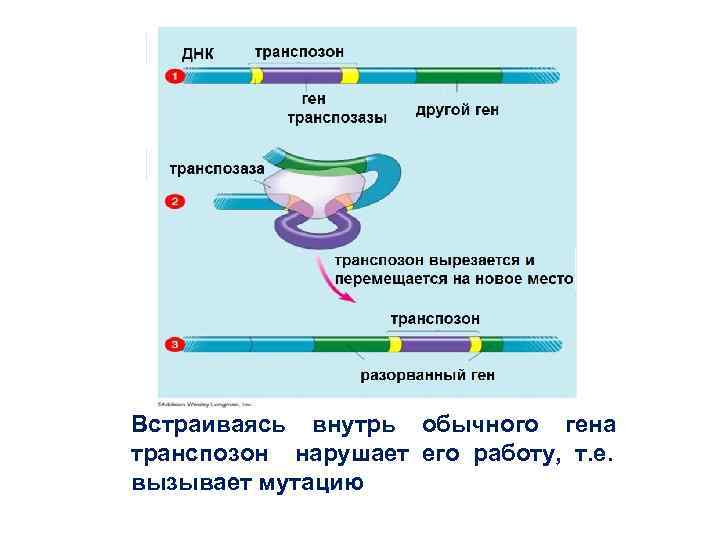 Встраиваясь внутрь обычного гена транспозон нарушает его работу, т. е. вызывает мутацию Встраиваясь внутрь обычного гена транспозон нарушает его работу, т. е. вызывает мутацию