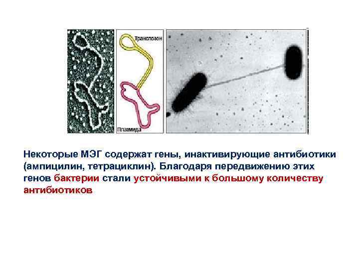 Некоторые МЭГ содержат гены, инактивирующие антибиотики (ампицилин, тетрациклин). Благодаря передвижению этих генов бактерии стали Некоторые МЭГ содержат гены, инактивирующие антибиотики (ампицилин, тетрациклин). Благодаря передвижению этих генов бактерии стали