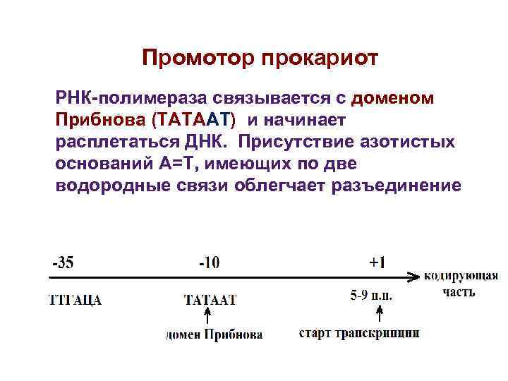 Промотор прокариот РНК-полимераза связывается с доменом Прибнова (ТАТААТ) и начинает расплетаться ДНК. Промотор прокариот РНК-полимераза связывается с доменом Прибнова (ТАТААТ) и начинает расплетаться ДНК.