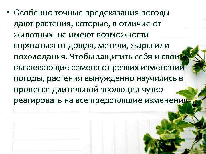  • Особенно точные предсказания погоды  дают растения, которые, в отличие от 