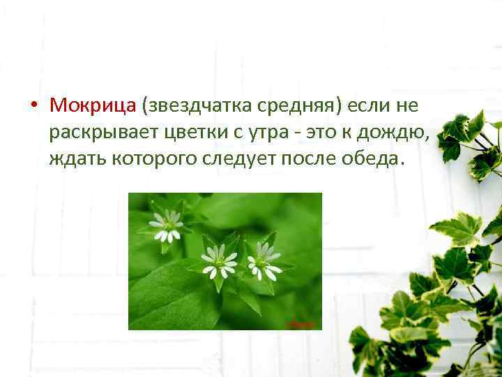  • Мокрица (звездчатка средняя) если не  раскрывает цветки с утра - это
