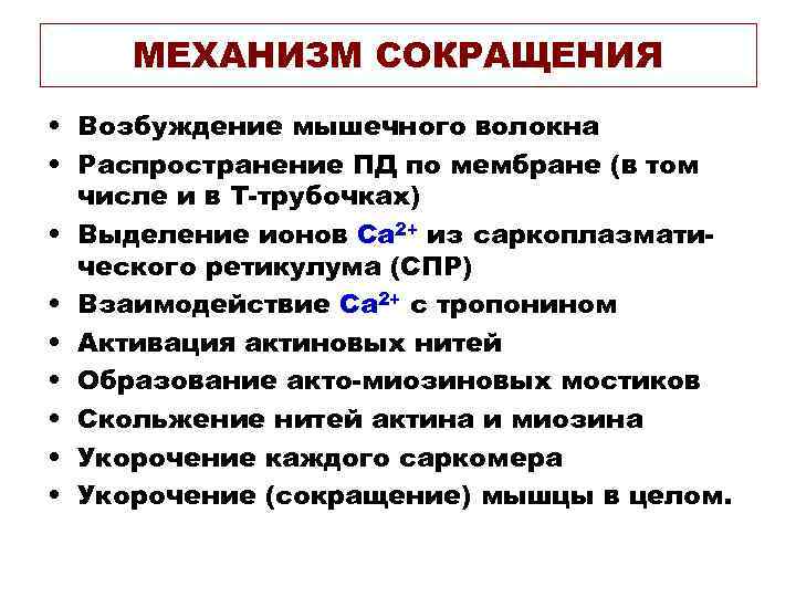 МЕХАНИЗМ СОКРАЩЕНИЯ • Возбуждение мышечного волокна • Распространение ПД по мембране (в МЕХАНИЗМ СОКРАЩЕНИЯ • Возбуждение мышечного волокна • Распространение ПД по мембране (в