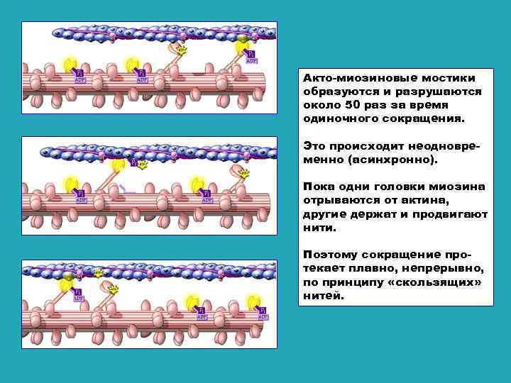 Акто-миозиновые мостики образуются и разрушаются около 50 раз за время одиночного сокращения. Это Акто-миозиновые мостики образуются и разрушаются около 50 раз за время одиночного сокращения. Это