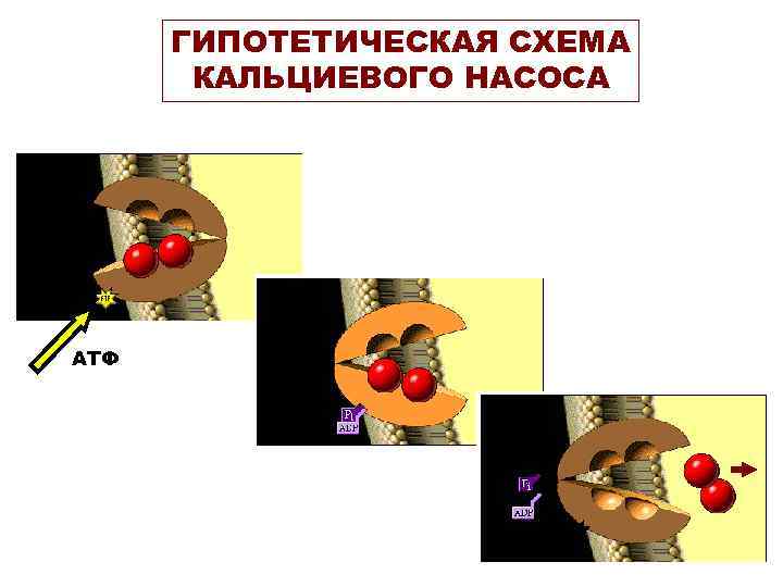 ГИПОТЕТИЧЕСКАЯ СХЕМА КАЛЬЦИЕВОГО НАСОСА АТФ ГИПОТЕТИЧЕСКАЯ СХЕМА КАЛЬЦИЕВОГО НАСОСА АТФ