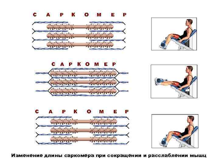 С А Р К О М Е С А Р К О М Е