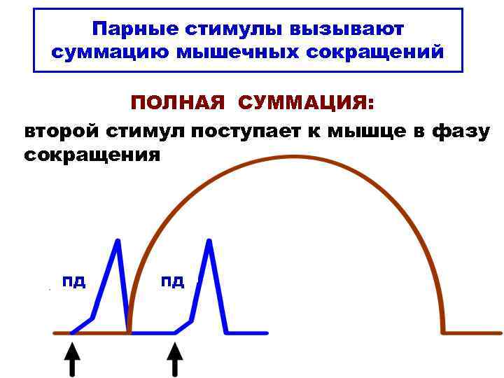 Полное сокращение. График неполной суммации мышечных сокращений. Кривая суммации мышечного сокращения. Суммация мышечных сокращений тетанус. Суммация сокращения мышц физиология.