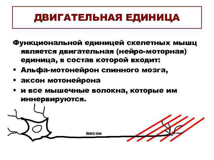 ДВИГАТЕЛЬНАЯ ЕДИНИЦА Функциональной единицей скелетных мышц является двигательная (нейро-моторная) единица, ДВИГАТЕЛЬНАЯ ЕДИНИЦА Функциональной единицей скелетных мышц является двигательная (нейро-моторная) единица,