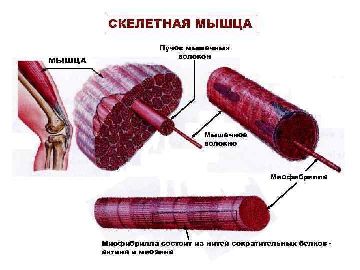 СКЕЛЕТНАЯ МЫШЦА Пучок мышечных СКЕЛЕТНАЯ МЫШЦА Пучок мышечных