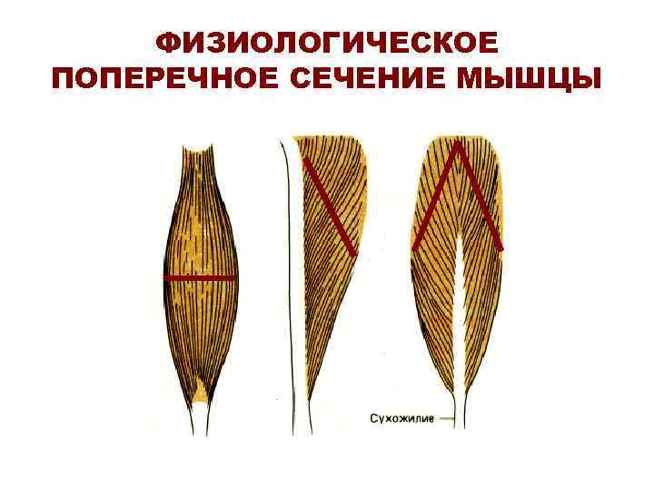 ФИЗИОЛОГИЧЕСКОЕ ПОПЕРЕЧНОЕ СЕЧЕНИЕ МЫШЦЫ ФИЗИОЛОГИЧЕСКОЕ ПОПЕРЕЧНОЕ СЕЧЕНИЕ МЫШЦЫ