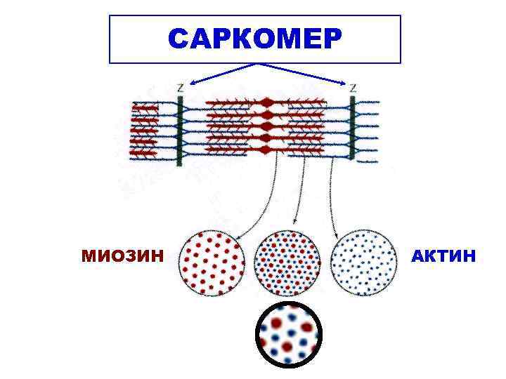 Актин и миозин рисунок