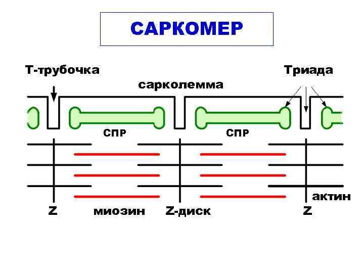 Т система