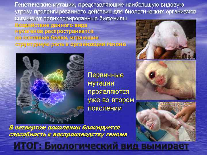  Генетические мутации, представляющие наибольшую видовую угрозу пролонгированного действия для биологических организмов вызывают полихлорированные