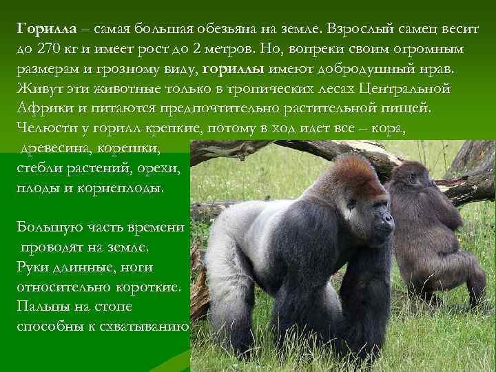 Горилла – самая большая обезьяна на земле. Взрослый самец весит до 270 кг и