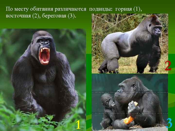 По месту обитания различаются подвиды: горная (1), восточная (2), береговая (3).   