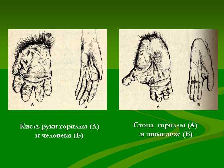 Кисть руки гориллы (А)  Стопа гориллы (А) и человека (Б)  и шимпанзе
