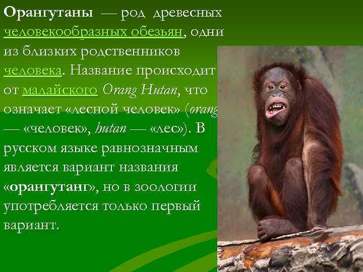 Орангутаны — род древесных человекообразных обезьян, одни из близких родственников человека. Название происходит от