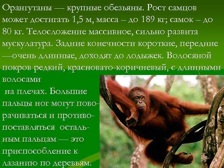 Орангутаны — крупные обезьяны. Рост самцов может достигать 1, 5 м, масса – до