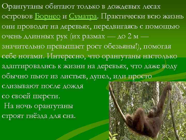 Орангутаны обитают только в дождевых лесах островов Борнео и Суматра. Практически всю жизнь они