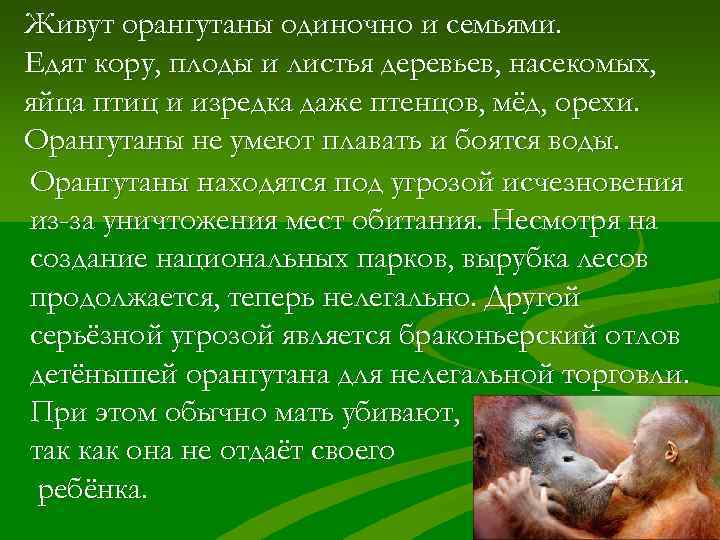 Живут орангутаны одиночно и семьями. Едят кору, плоды и листья деревьев, насекомых, яйца птиц