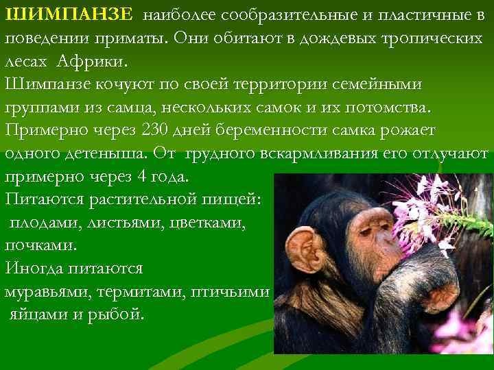 ШИМПАНЗЕ наиболее сообразительные и пластичные в поведении приматы. Они обитают в дождевых тропических лесах
