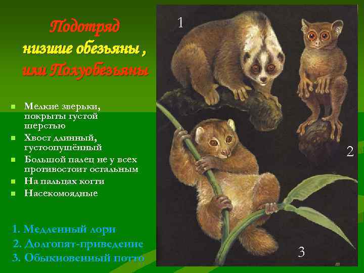   Подотряд   1 низшие обезьяны , или Полуобезьяны n  Мелкие