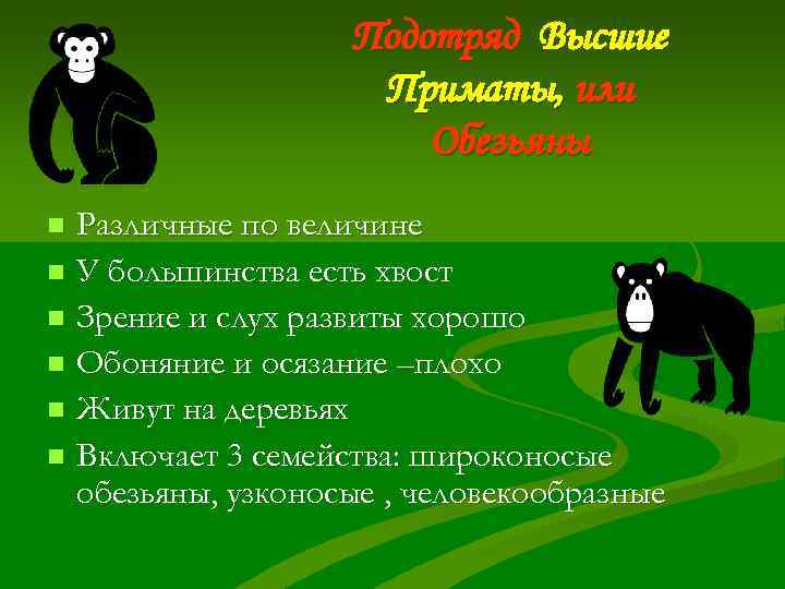     Подотряд Высшие     Приматы, или  