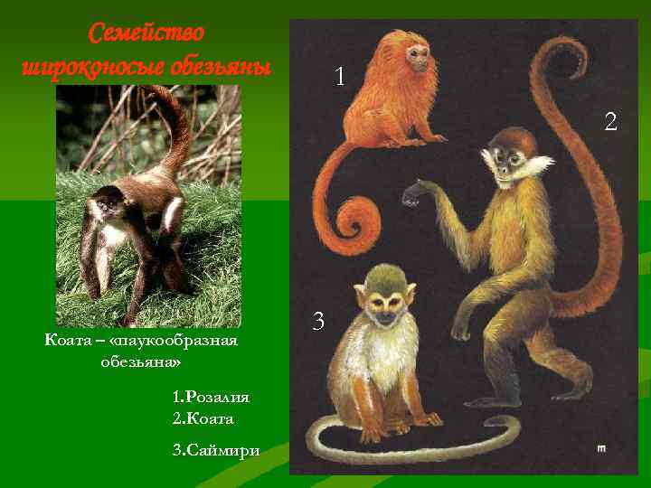  Семейство широконосые обезьяны  1      2  