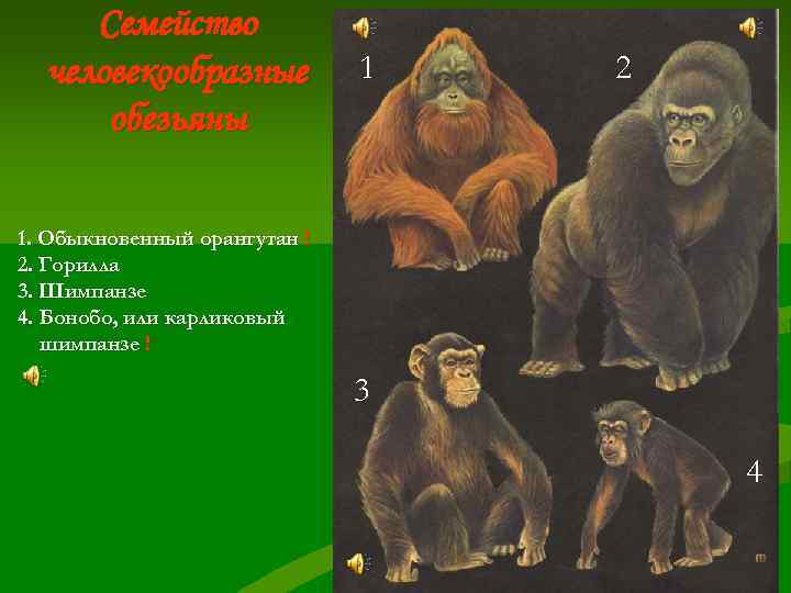  Семейство  человекообразные  1  2  обезьяны 1. Обыкновенный орангутан !