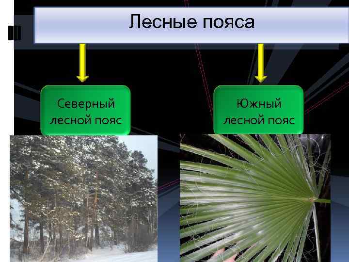 Пояса лесов. Лесные пояса. Северный Лесной пояс. Северный и Южный Лесной пояс. Северный Лесной пояс мира.