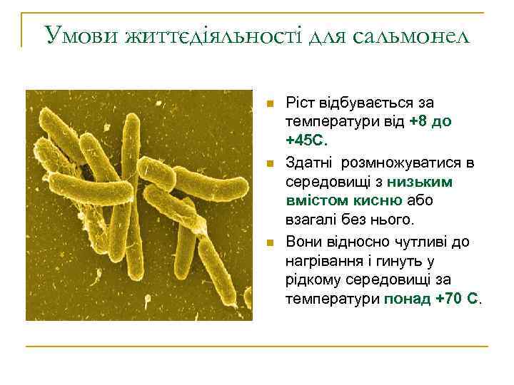 Умови життєдіяльності для сальмонел    n  Ріст відбувається за  
