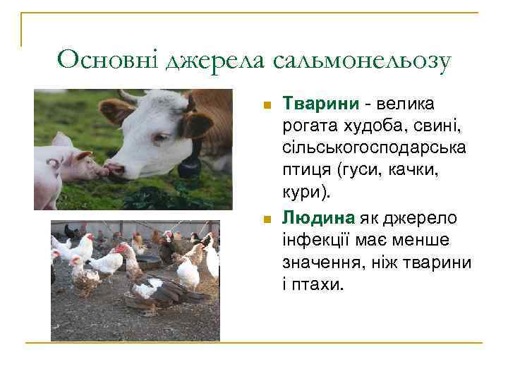 Основні джерела сальмонельозу    n  Тварини - велика   