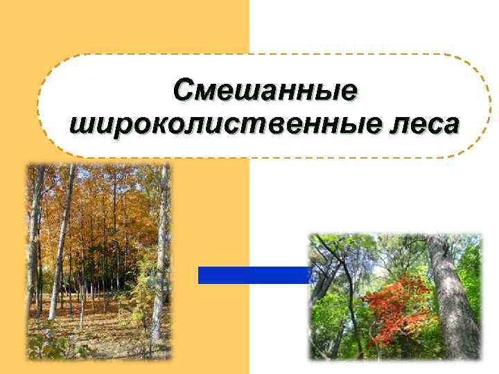  Смешанные широколиственные леса 