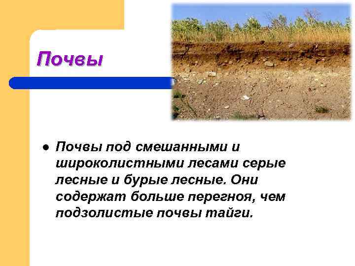 Почвы  l  Почвы под смешанными и широколистными лесами серые лесные и бурые