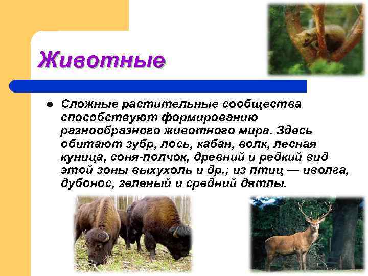 Животные l  Сложные растительные сообщества способствуют формированию разнообразного животного мира. Здесь обитают зубр,