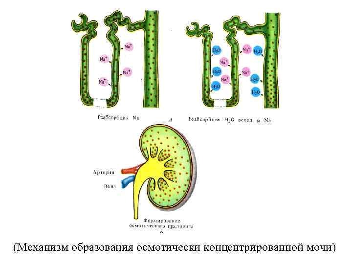 (Механизм образования осмотически концентрированной мочи) 