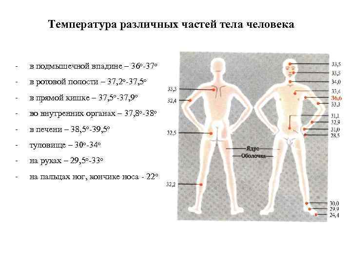 Температура кожных покровов