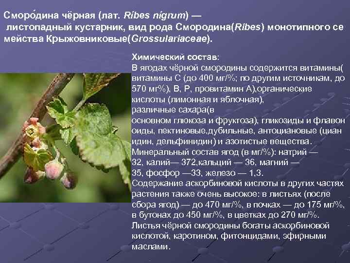 Сморо дина чёрная (лат. Ríbes nígrum) — листопадный кустарник, вид рода Смородина(Ribes) монотипного се