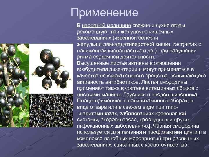 Применение В народной медицине свежие и сухие ягоды рекомендуют при желудочно-кишечных заболеваниях (язвенной болезни