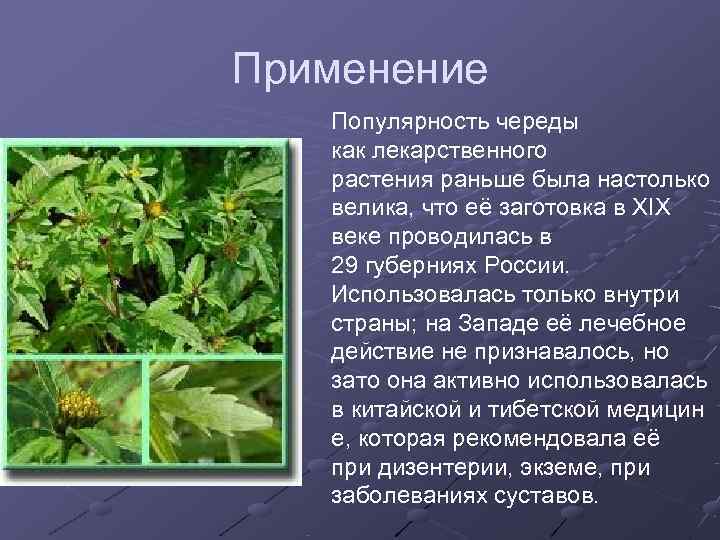 Применение Популярность череды как лекарственного растения раньше была настолько велика, что её заготовка в